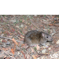 گونه موش قهوه‌ای Brown rat